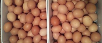 Готовится повышение цен на птицу и яйца