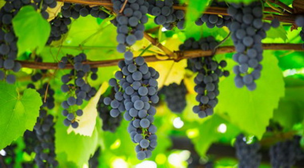 А вы знаете, что российским дачникам грозит штраф за выращивание винограда сорта Изабелла?