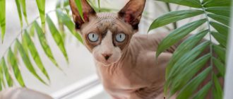 На кошках-сфинксах хотят запретить делать тату