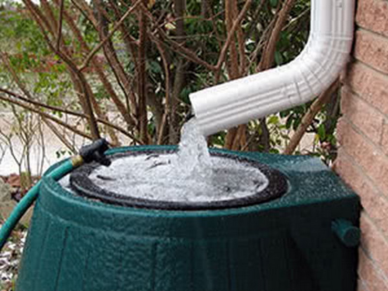Как правильно собрать дождевую воду для полива растений на даче?